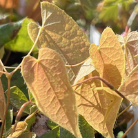 Epimedium leptorhizum